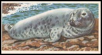 58BBBWL 17 The Grey Seal.jpg